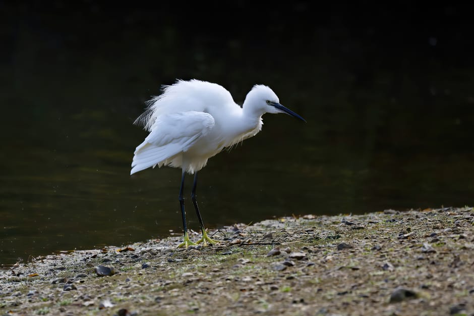 A white heron standing in shallow water with a smooth, reflective surface, its long neck curved downward as it preens its feathers with its beak. The heron has sleek, white plumage with a slightly tex
